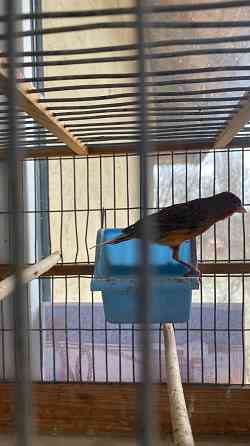 Продажа кенаров/канареек Енакиево