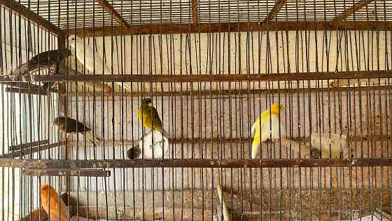 Продажа кенаров/канареек Енакиево
