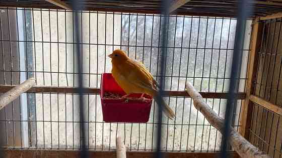 Продажа кенаров/канареек Енакиево