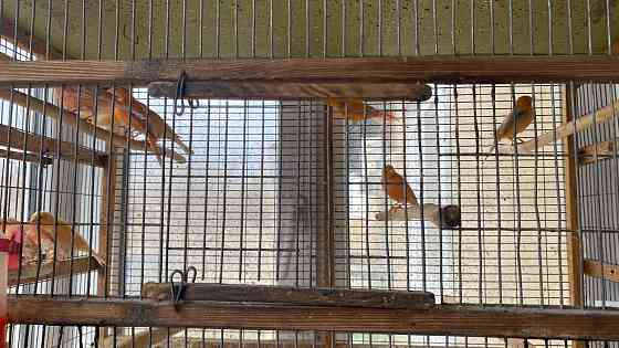 Продажа кенаров/канареек Енакиево