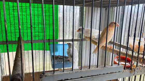 Продажа кенаров/канареек Енакиево