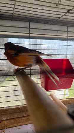 Продажа кенаров/канареек Енакиево