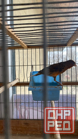 Продажа кенаров/канареек Енакиево - изображение 5