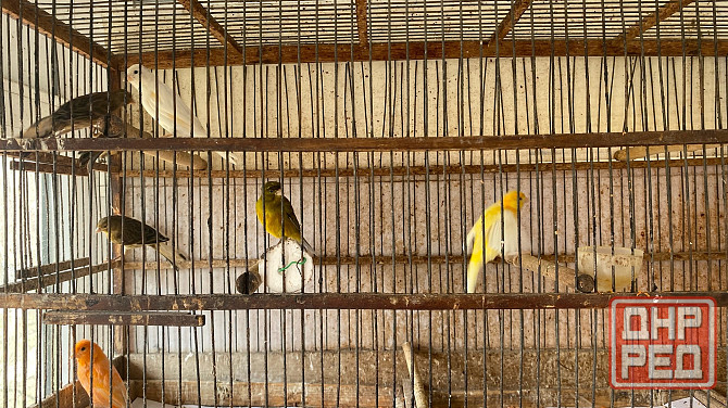 Продажа кенаров/канареек Енакиево - изображение 6