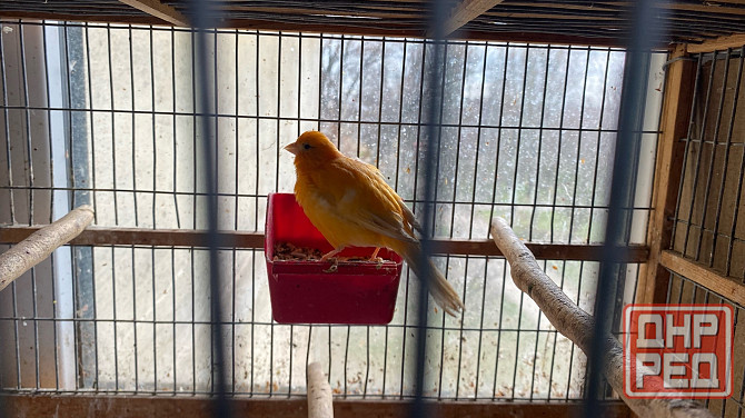 Продажа кенаров/канареек Енакиево - изображение 1