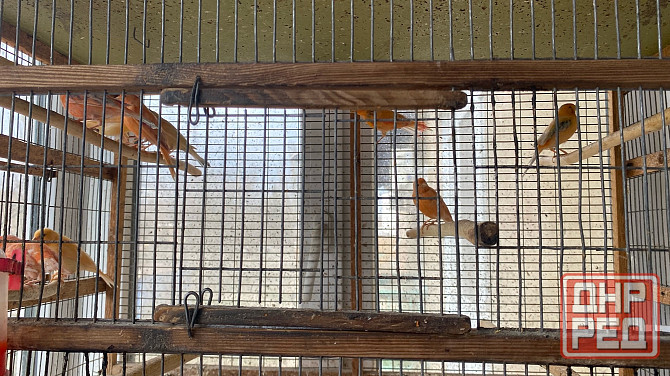 Продажа кенаров/канареек Енакиево - изображение 3