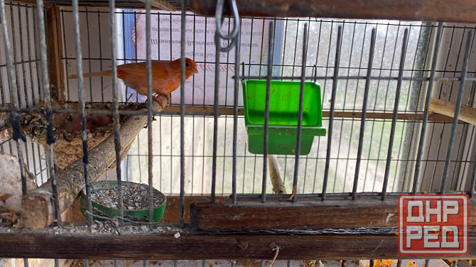 Продажа кенаров/канареек Енакиево - изображение 7
