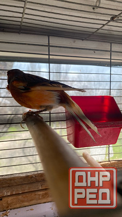 Продажа кенаров/канареек Енакиево - изображение 4