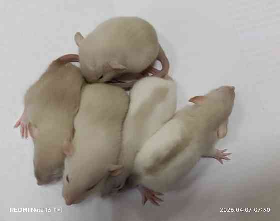 Дамбо. Домашние ручные крысята Луганск