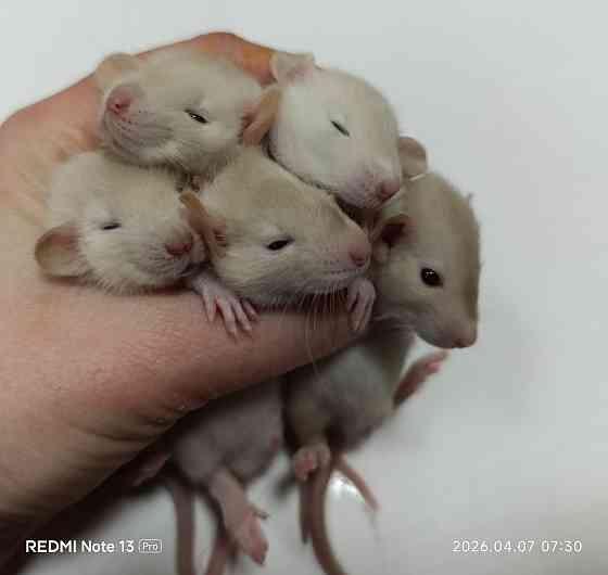 Дамбо. Домашние ручные крысята Луганск