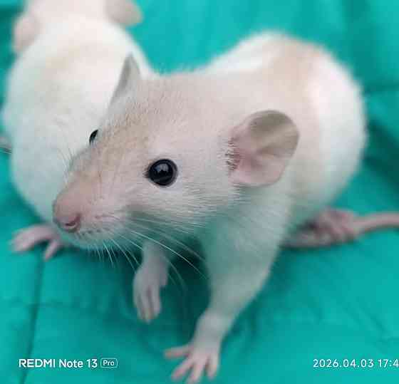 Дамбо. Домашние ручные крысята Луганск