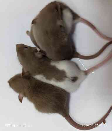 Дамбо. Домашние ручные крысята Луганск