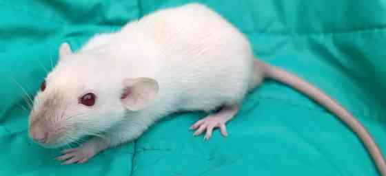 Дамбо. Домашние ручные крысята Луганск