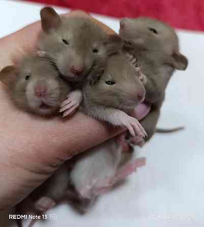 Дамбо. Домашние ручные крысята Луганск