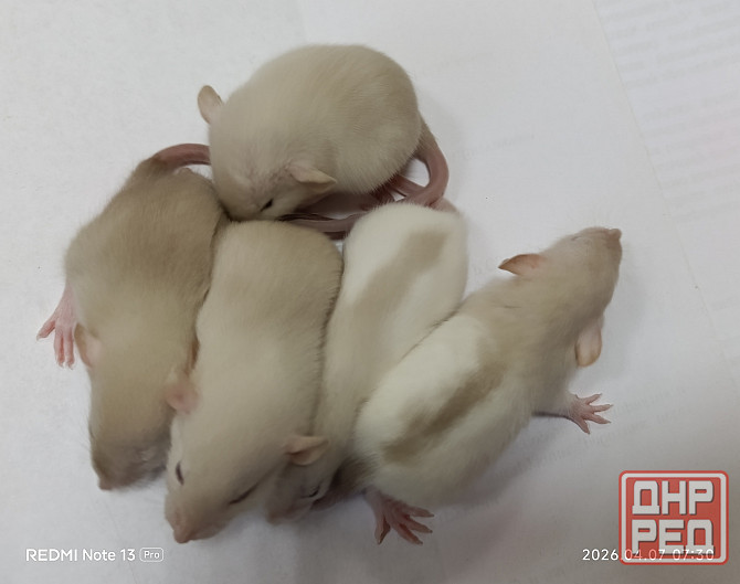 Дамбо. Домашние ручные крысята Луганск - изображение 3