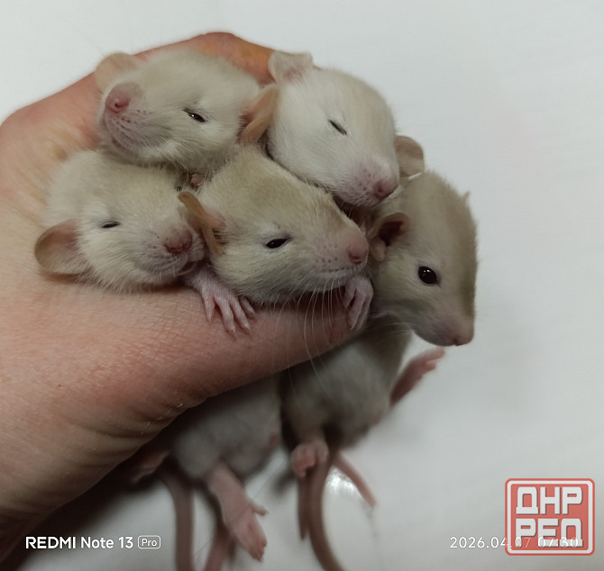 Дамбо. Домашние ручные крысята Луганск - изображение 4