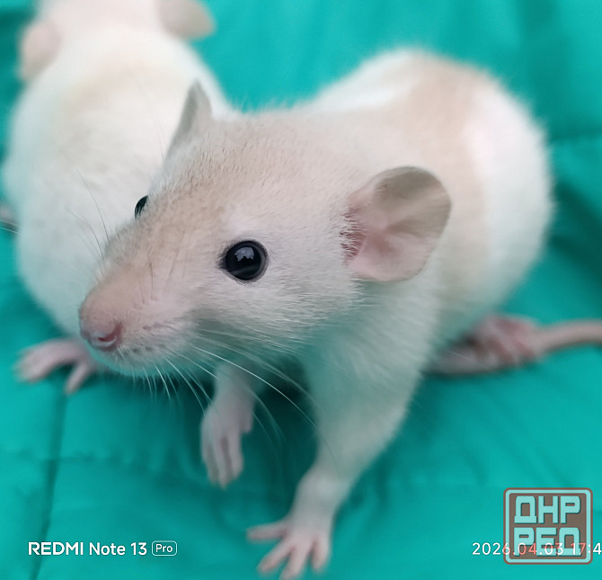 Дамбо. Домашние ручные крысята Луганск - изображение 5