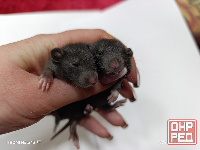 Дамбо. Домашние ручные крысята Луганск - изображение 8