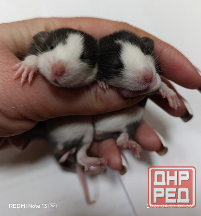 Дамбо. Домашние ручные крысята Луганск - изображение 7