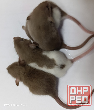 Дамбо. Домашние ручные крысята Луганск - изображение 2