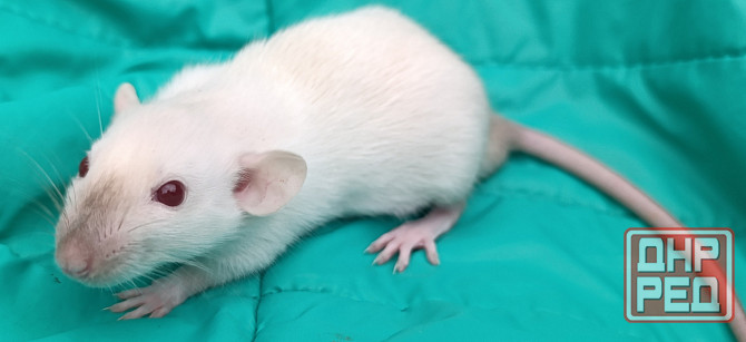 Дамбо. Домашние ручные крысята Луганск - изображение 6