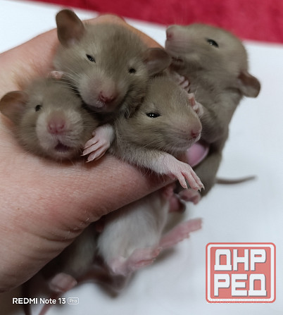 Дамбо. Домашние ручные крысята Луганск - изображение 1