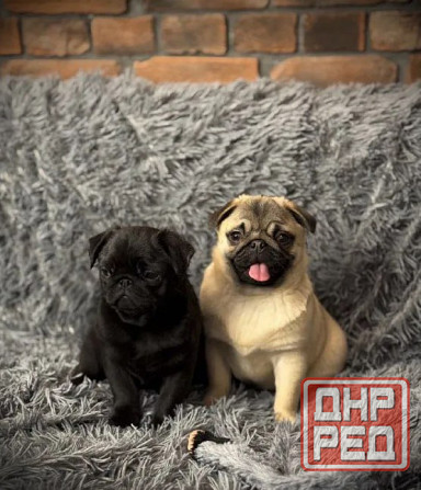 Щенки Мопса Двух окрасов Москва - изображение 1