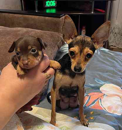 Той-терьер Донецк