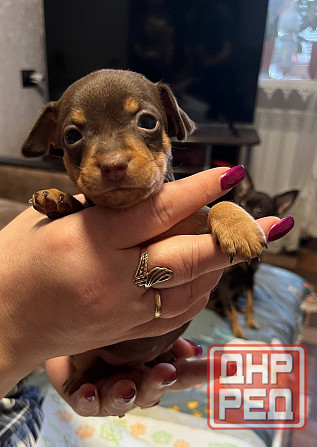 Той-терьер Донецк - изображение 2