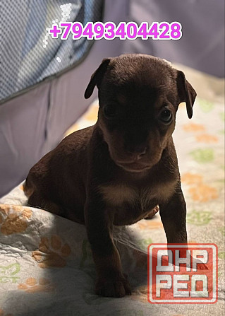 Той-терьер Донецк - изображение 4