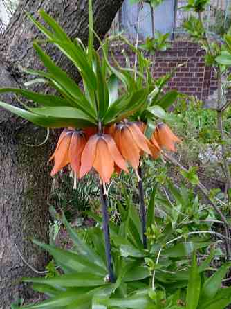 Тюльпаны, фритиллярия, гиацинт. пион, лилии, ирисы Донецк