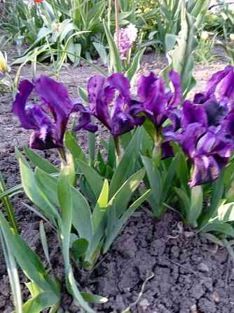 Тюльпаны, фритиллярия, гиацинт. пион, лилии, ирисы Донецк