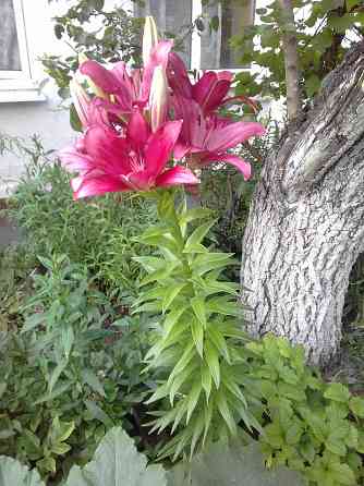 Тюльпаны, фритиллярия, гиацинт. пион, лилии, ирисы Донецк