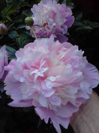 Тюльпаны, фритиллярия, гиацинт. пион, лилии, ирисы Донецк