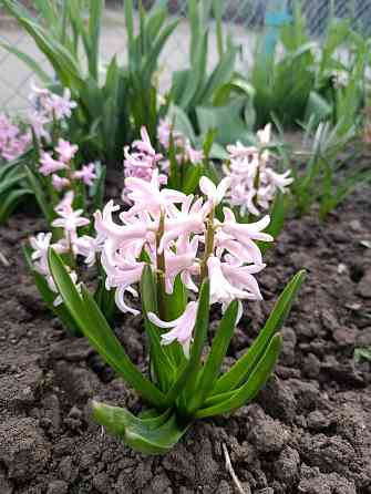 Тюльпаны, фритиллярия, гиацинт. пион, лилии, ирисы Донецк