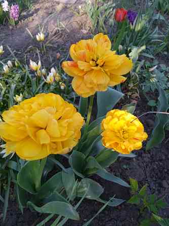 Тюльпаны, фритиллярия, гиацинт. пион, лилии, ирисы Донецк