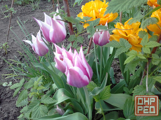 Тюльпаны, фритиллярия, гиацинт. пион, лилии, ирисы Донецк - изображение 7