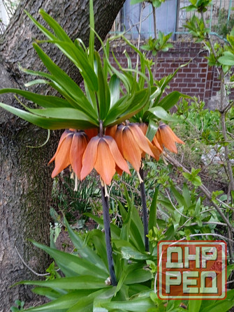 Тюльпаны, фритиллярия, гиацинт. пион, лилии, ирисы Донецк - изображение 4