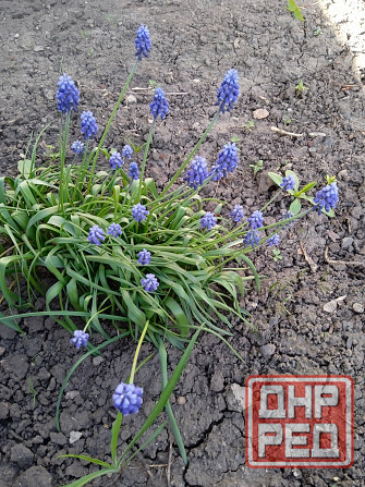 Тюльпаны, фритиллярия, гиацинт. пион, лилии, ирисы Донецк - изображение 8