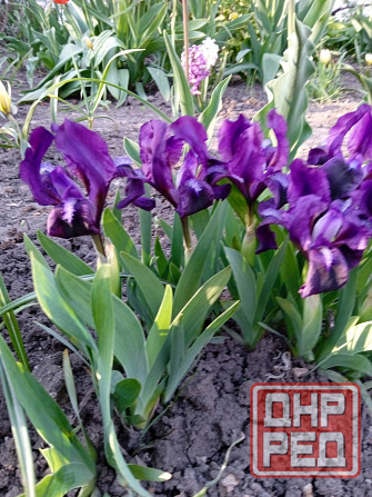 Тюльпаны, фритиллярия, гиацинт. пион, лилии, ирисы Донецк - изображение 3