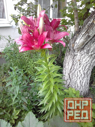 Тюльпаны, фритиллярия, гиацинт. пион, лилии, ирисы Донецк - изображение 5