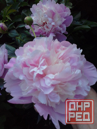 Тюльпаны, фритиллярия, гиацинт. пион, лилии, ирисы Донецк - изображение 6