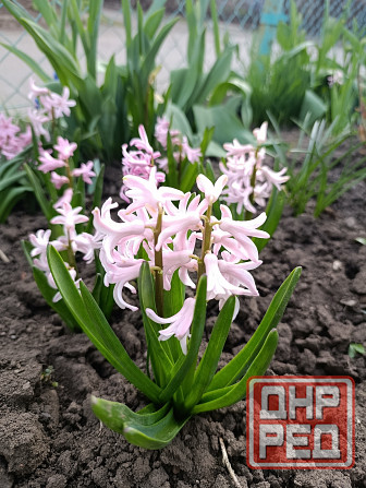 Тюльпаны, фритиллярия, гиацинт. пион, лилии, ирисы Донецк - изображение 2