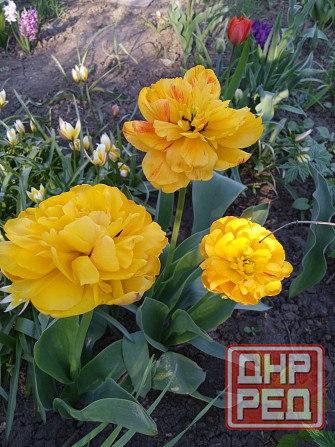 Тюльпаны, фритиллярия, гиацинт. пион, лилии, ирисы Донецк - изображение 1