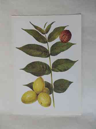 Набор открыток "Лекарственные растения. Выпуск 5"" Донецк