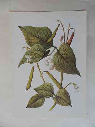 Набор открыток "Лекарственные растения. Выпуск 5"" Донецк