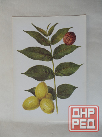 Набор открыток "Лекарственные растения. Выпуск 5"" Донецк - изображение 3