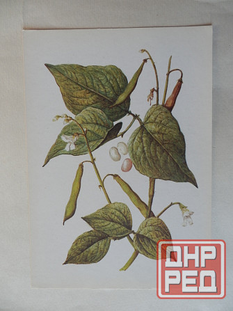 Набор открыток "Лекарственные растения. Выпуск 5"" Донецк - изображение 5