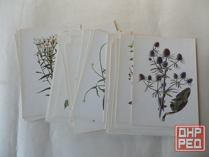 Набор открыток "Лекарственные растения. Выпуск 5"" Донецк - изображение 8