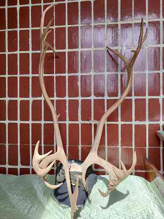 Рога Оленя Донецк